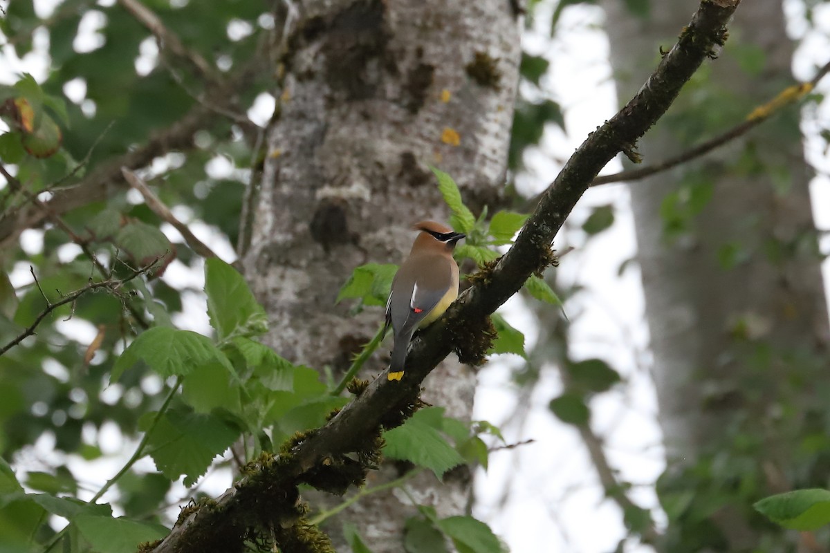 Cedar Waxwing - ML619513441