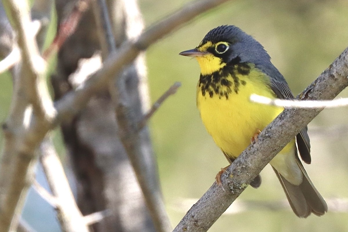 Canada Warbler - Michael Turisk