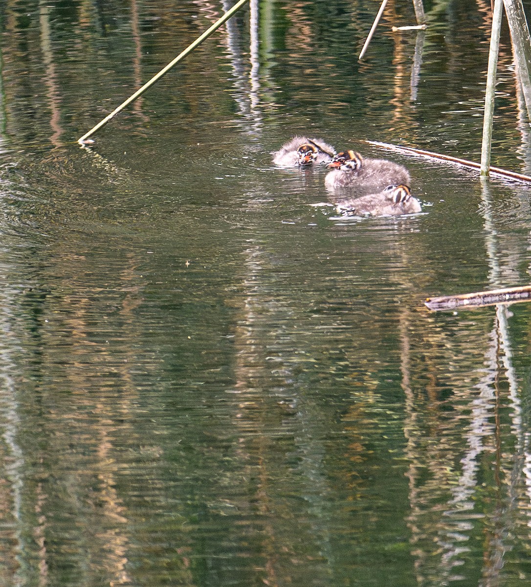 Pied-billed Grebe - francesca pastine