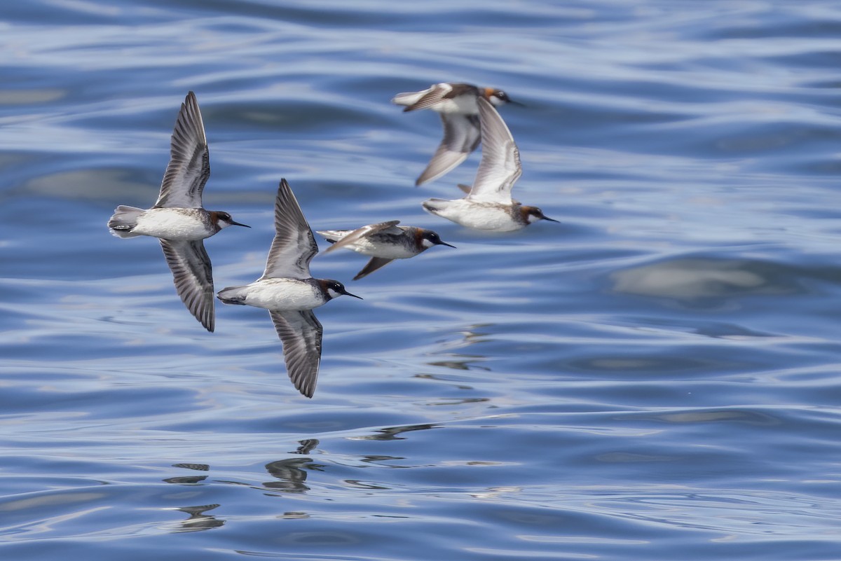 Red-necked Phalarope - ML619513450