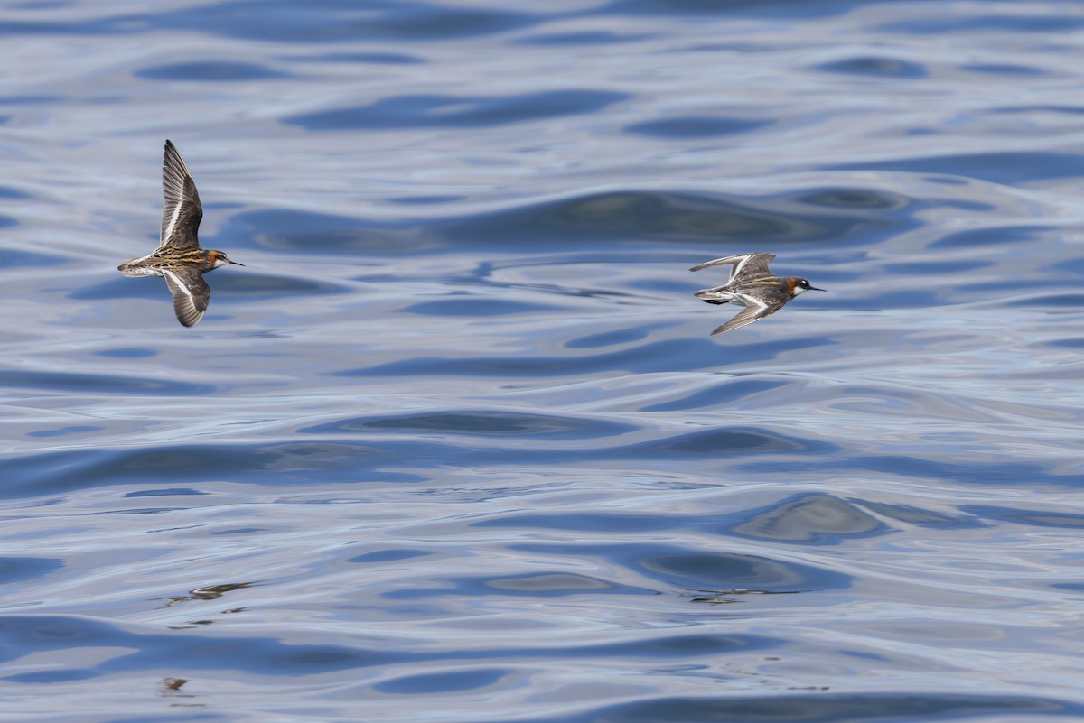 Red-necked Phalarope - ML619513453