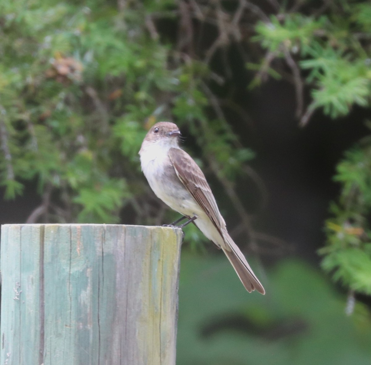 Eastern Phoebe - ML619513457