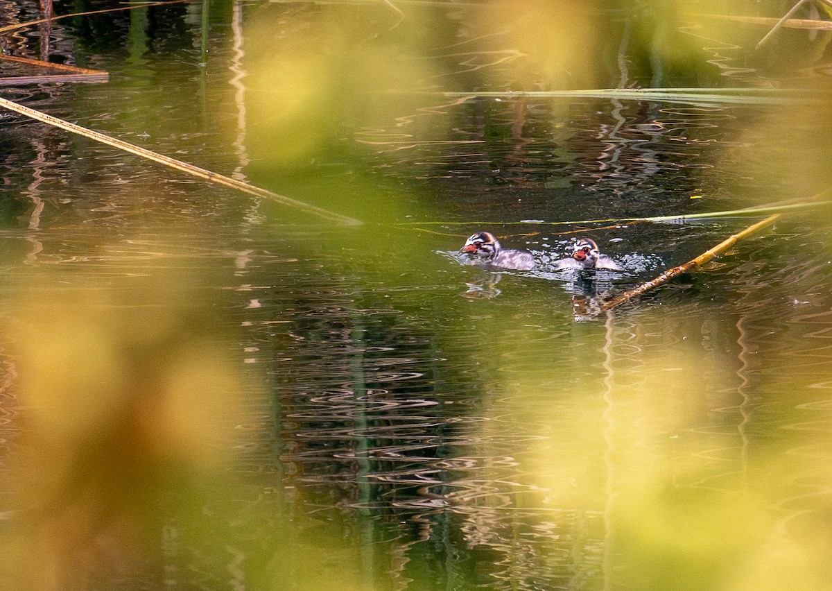 Pied-billed Grebe - francesca pastine