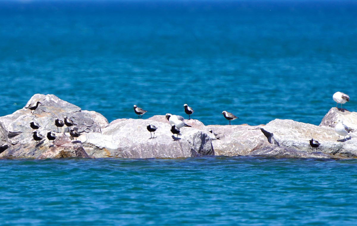 Black-bellied Plover - Kathryn Kay