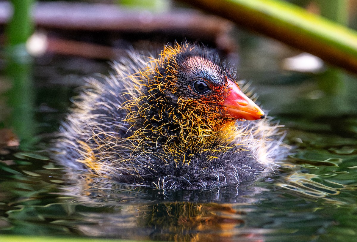 American Coot - francesca pastine