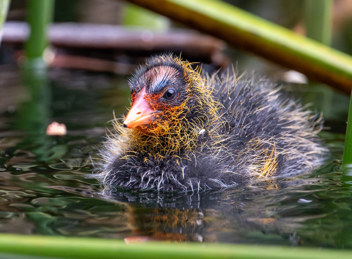 American Coot - francesca pastine