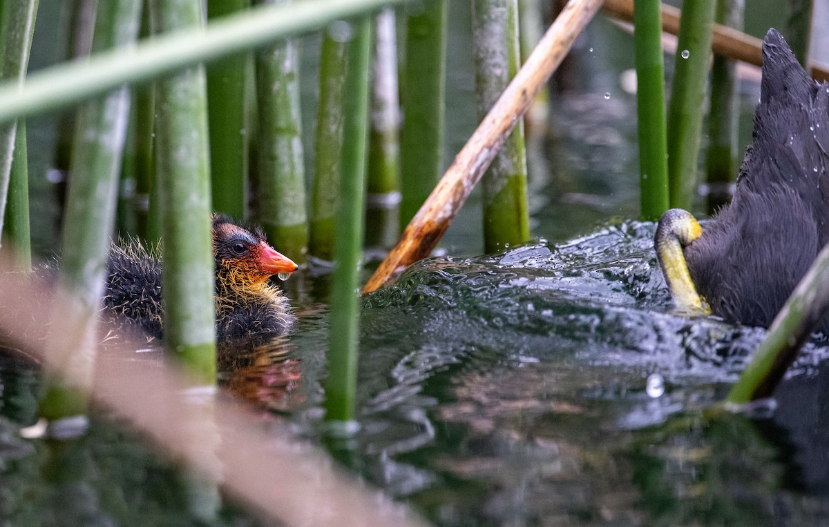 American Coot - francesca pastine