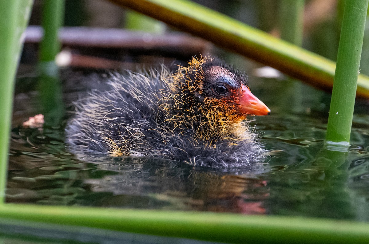 American Coot - francesca pastine