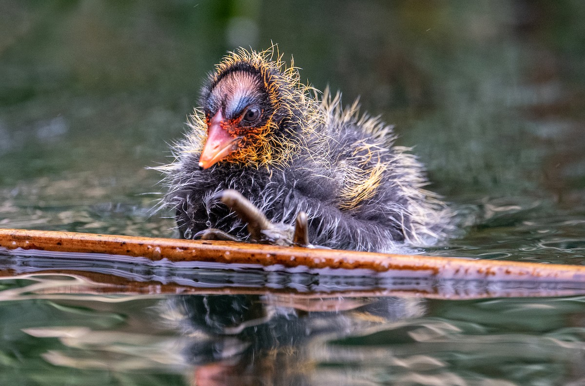 American Coot - francesca pastine