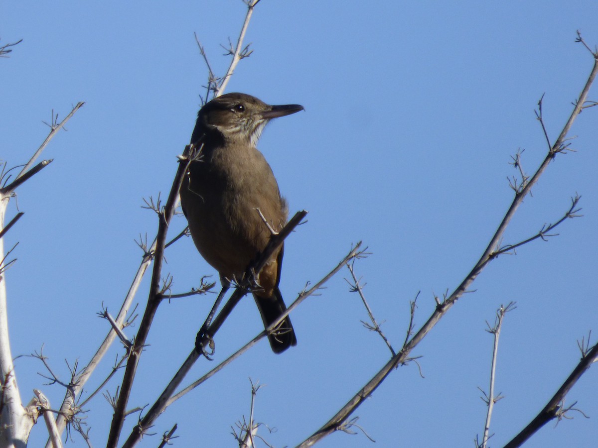 Great Shrike-Tyrant - Antonieta Gonzalez Soto