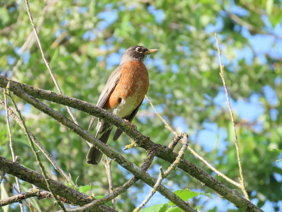 American Robin - ML619513480