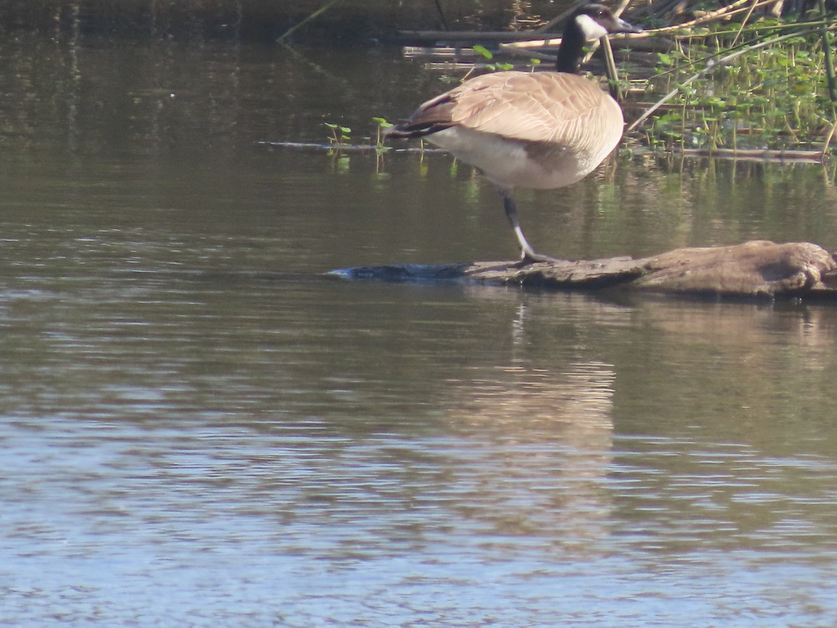 Canada Goose - Martha Pallin