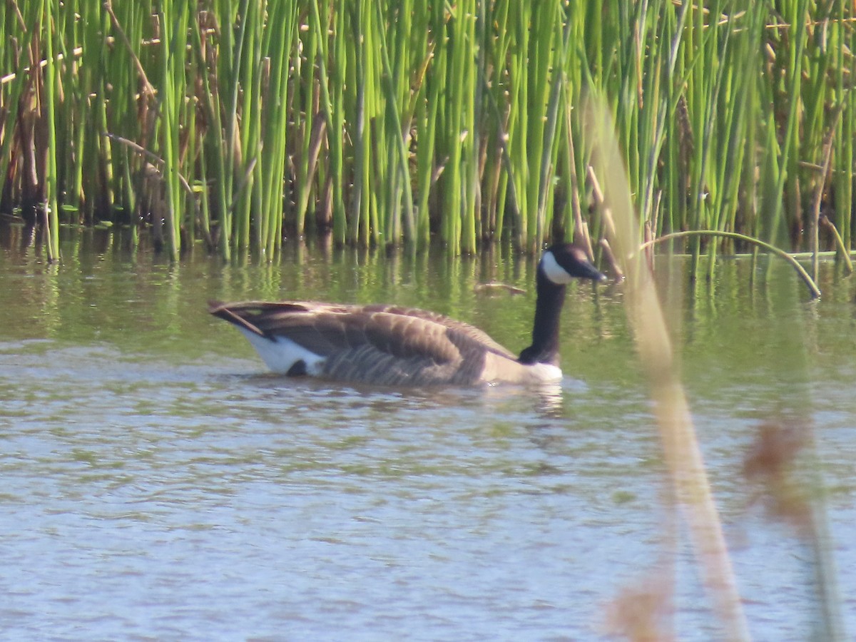 Canada Goose - Martha Pallin