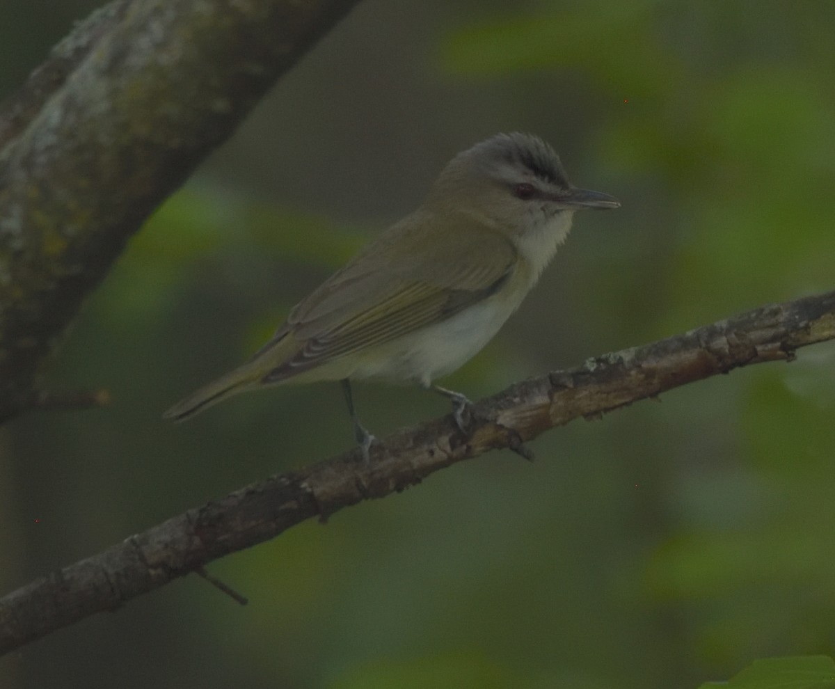 rødøyevireo - ML619513492