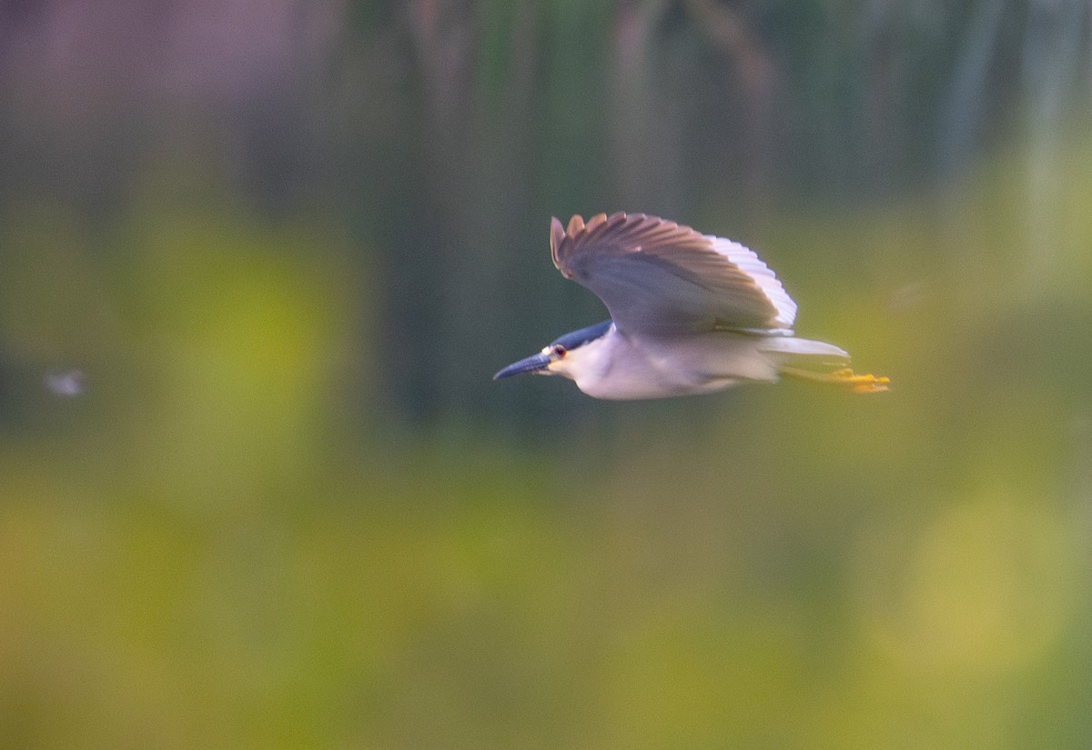 Black-crowned Night Heron - francesca pastine