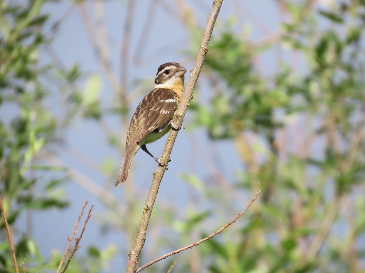 Black-headed Grosbeak - ML619513496