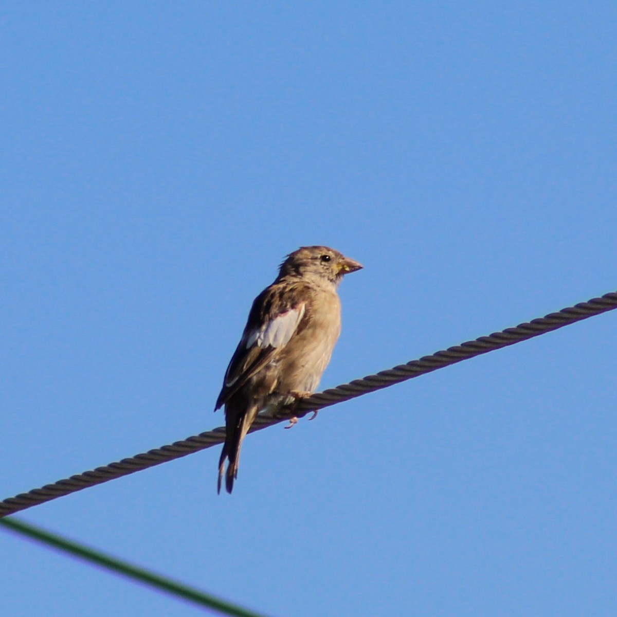 House Sparrow - Diego Brito