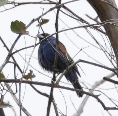 Blue Grosbeak - ML619513517