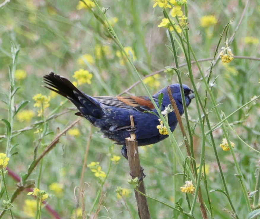 Blue Grosbeak - Diane Etchison