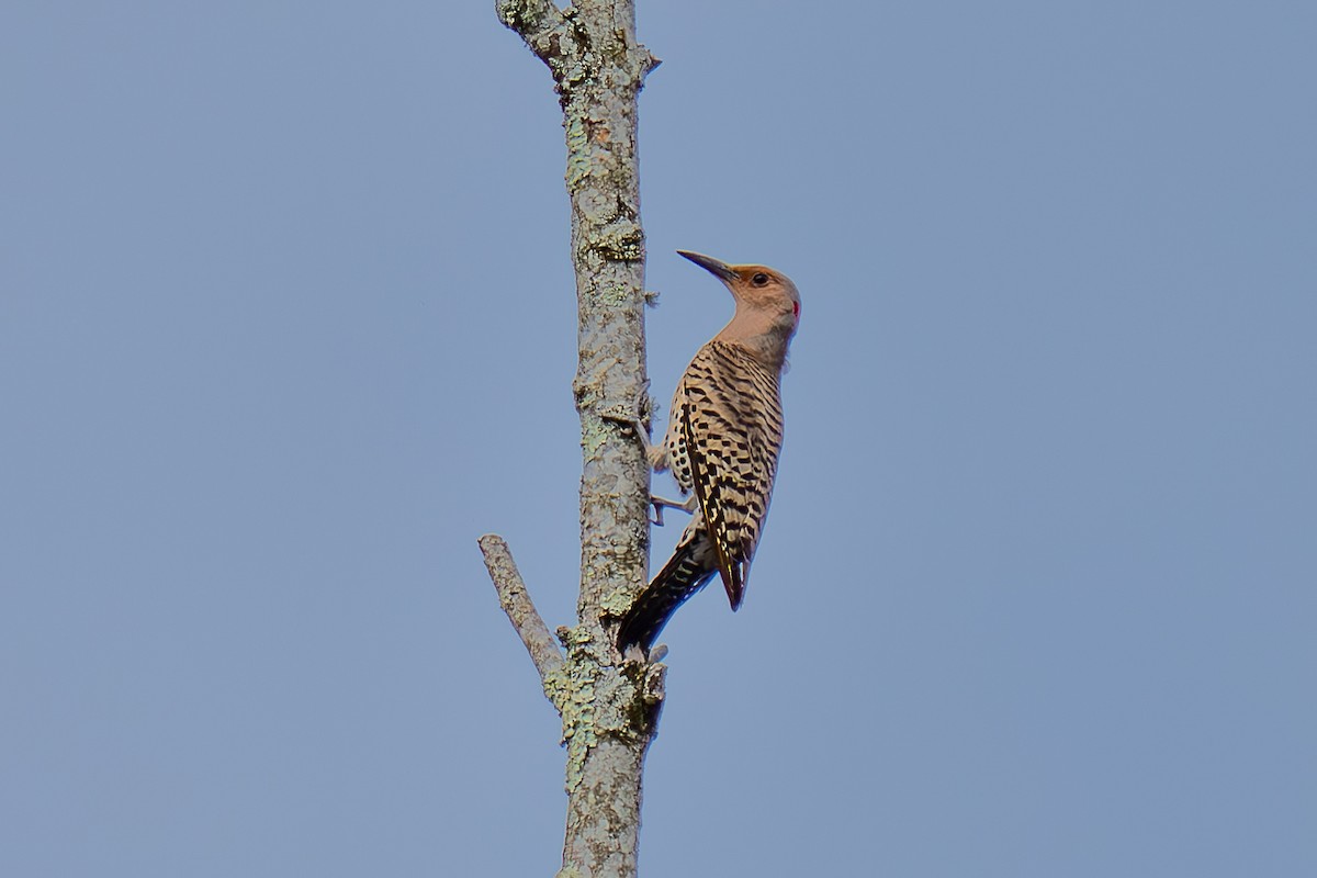 Northern Flicker - Shori Velles