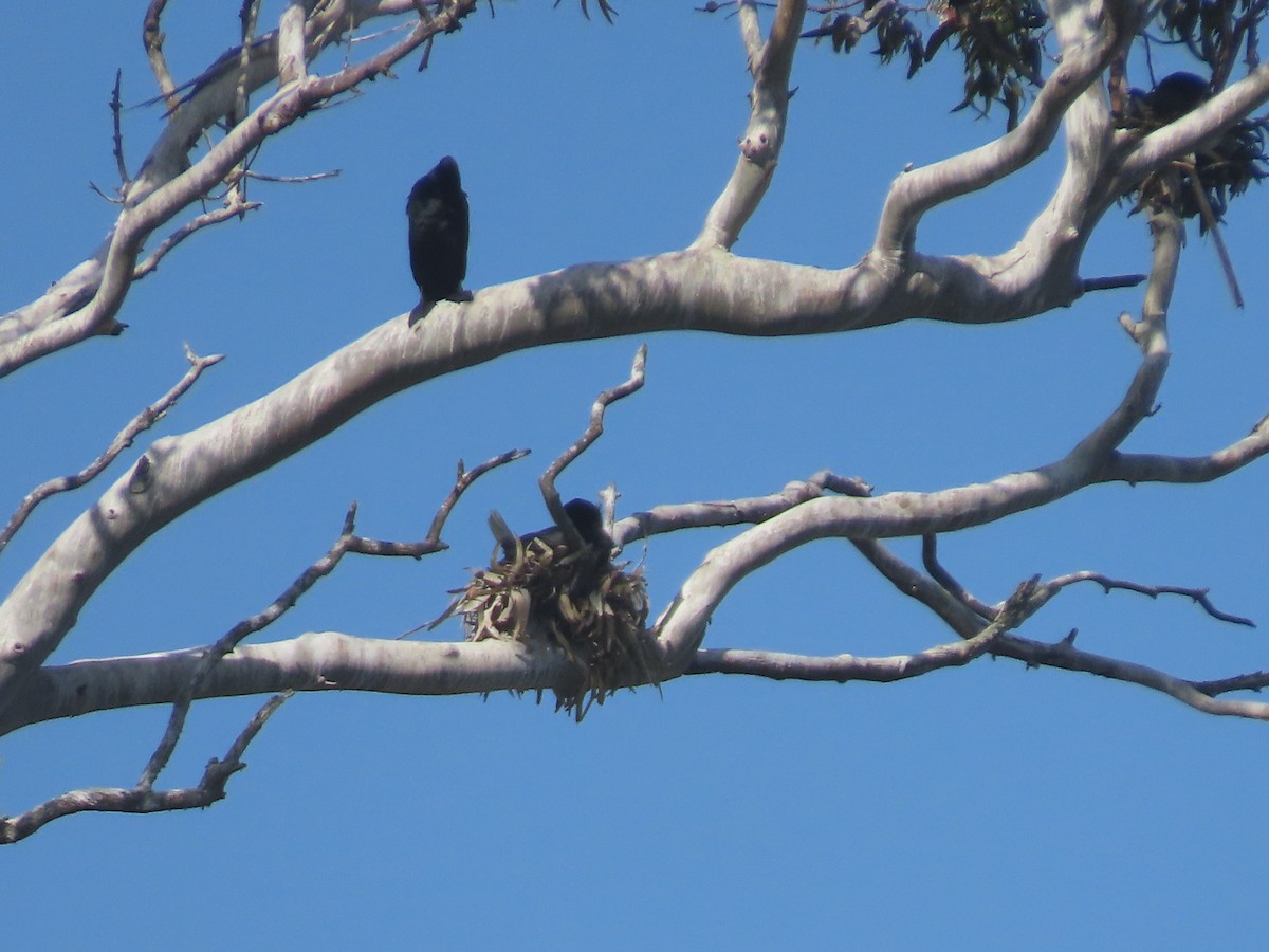 Cormoran à aigrettes - ML619513524