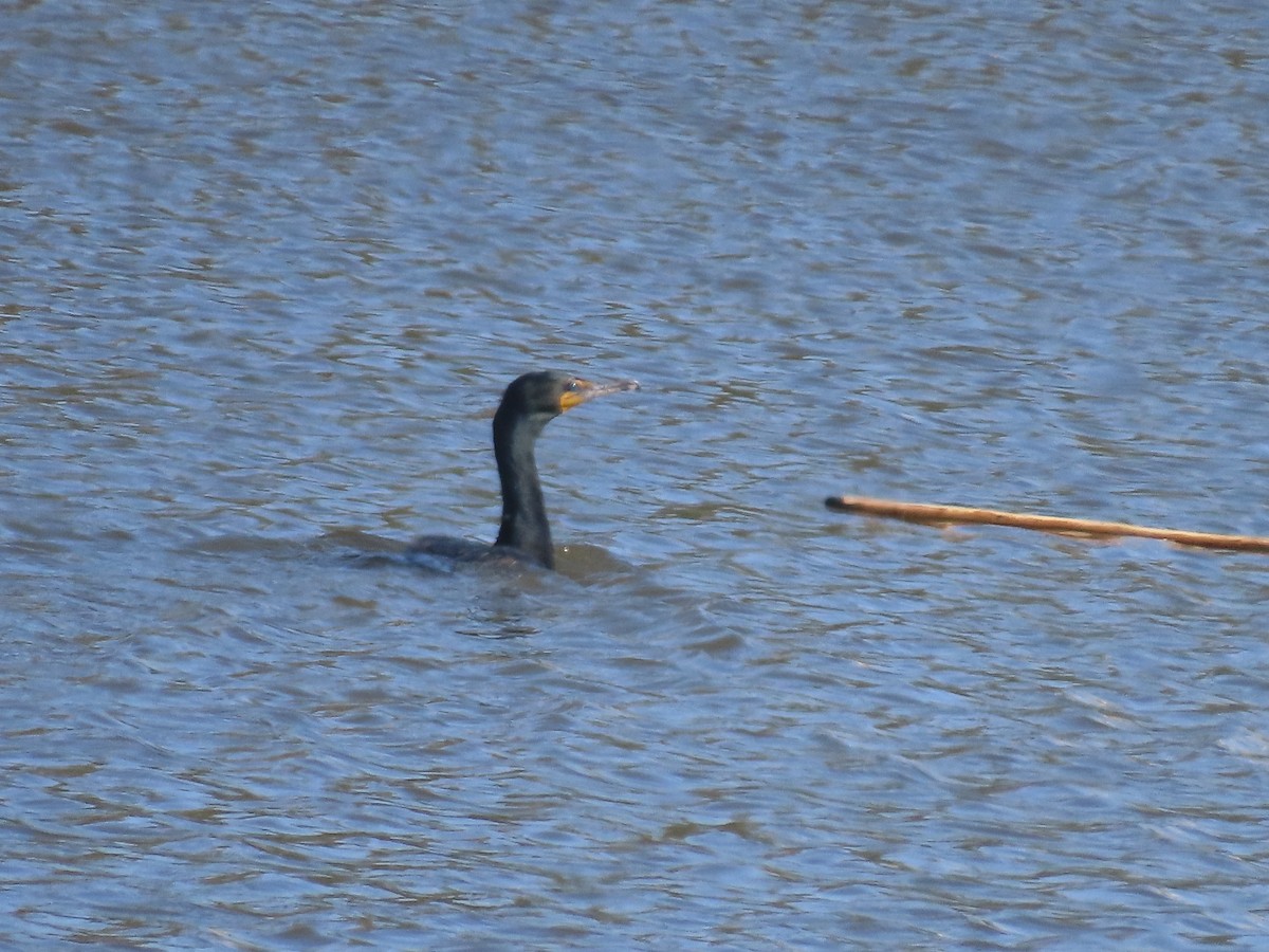 Double-crested Cormorant - Martha Pallin