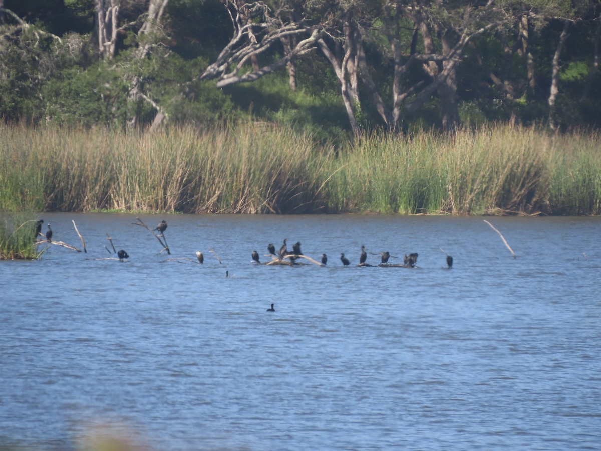 Cormoran à aigrettes - ML619513528