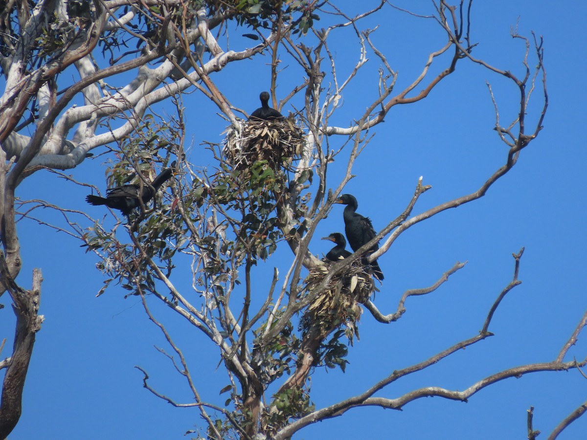 Double-crested Cormorant - Martha Pallin