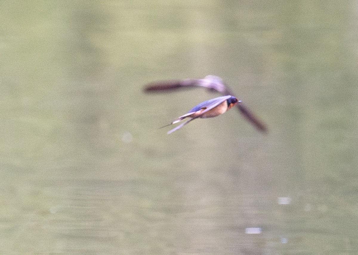 Barn Swallow - francesca pastine