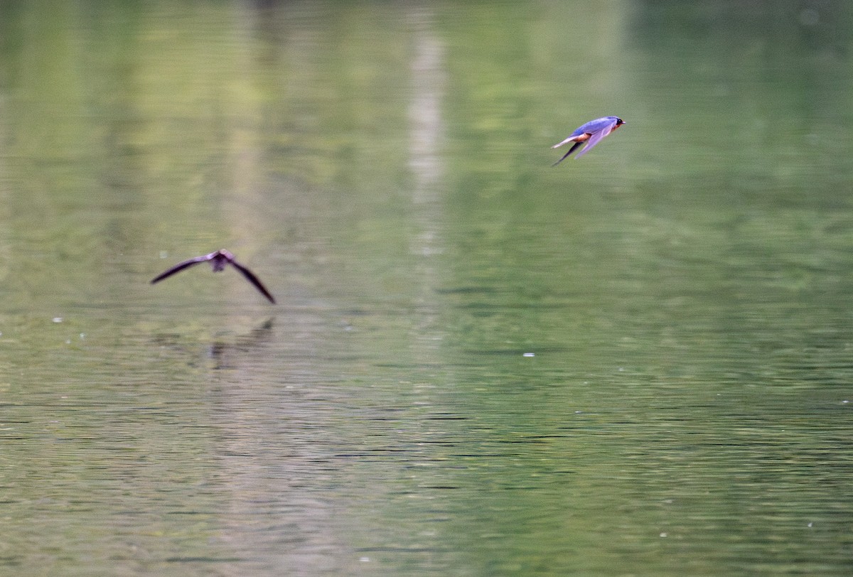 Barn Swallow - francesca pastine