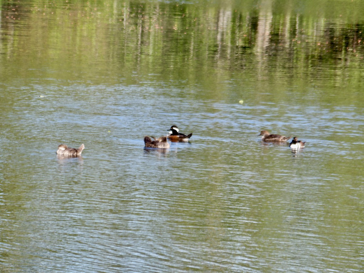 Hooded Merganser - Howard Sands