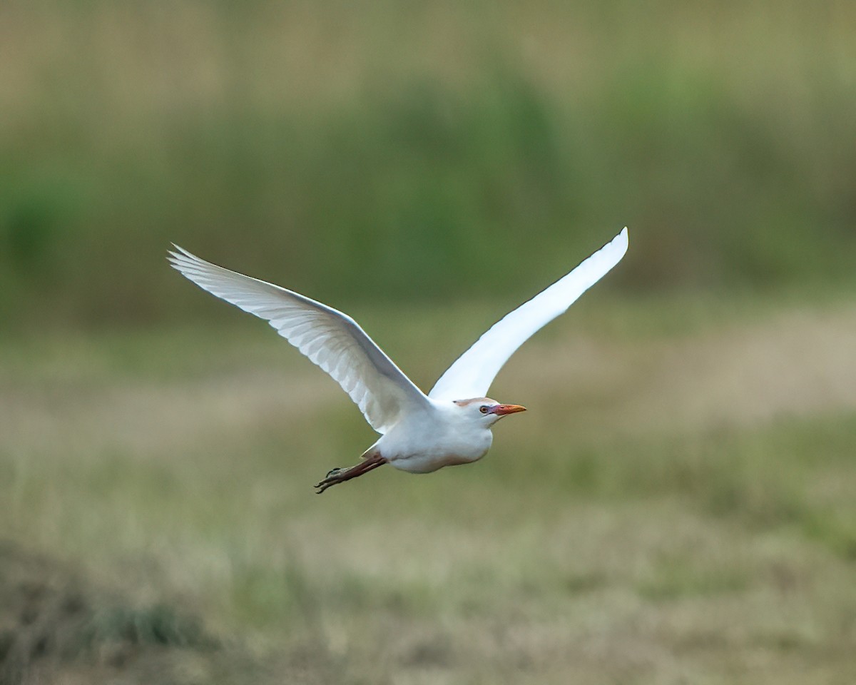 Western Cattle Egret - Scott and Jennifer Russom