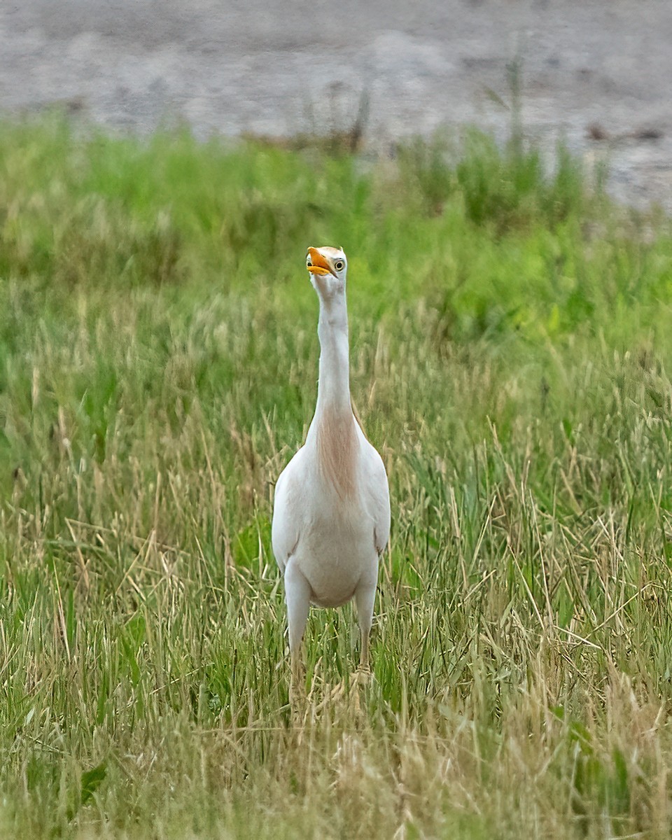 Western Cattle Egret - Scott and Jennifer Russom