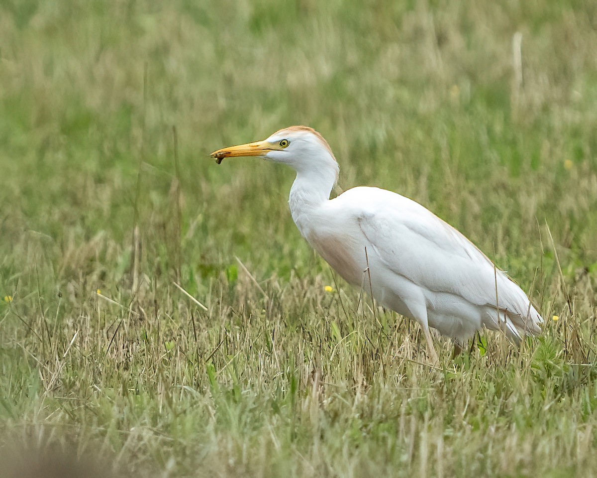 Western Cattle Egret - Scott and Jennifer Russom