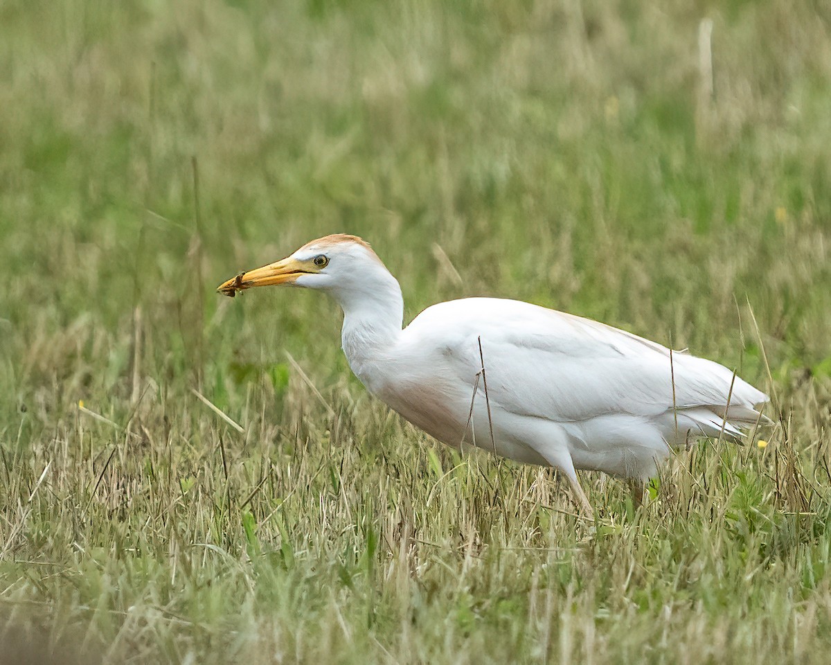 Western Cattle Egret - Scott and Jennifer Russom