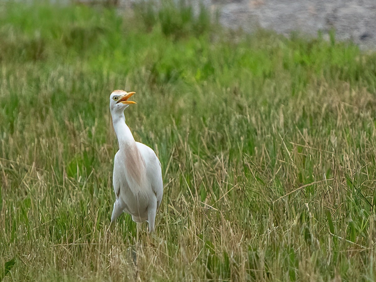 Western Cattle Egret - Scott and Jennifer Russom