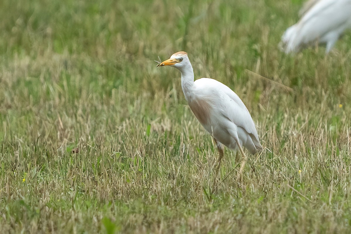 Western Cattle Egret - Scott and Jennifer Russom