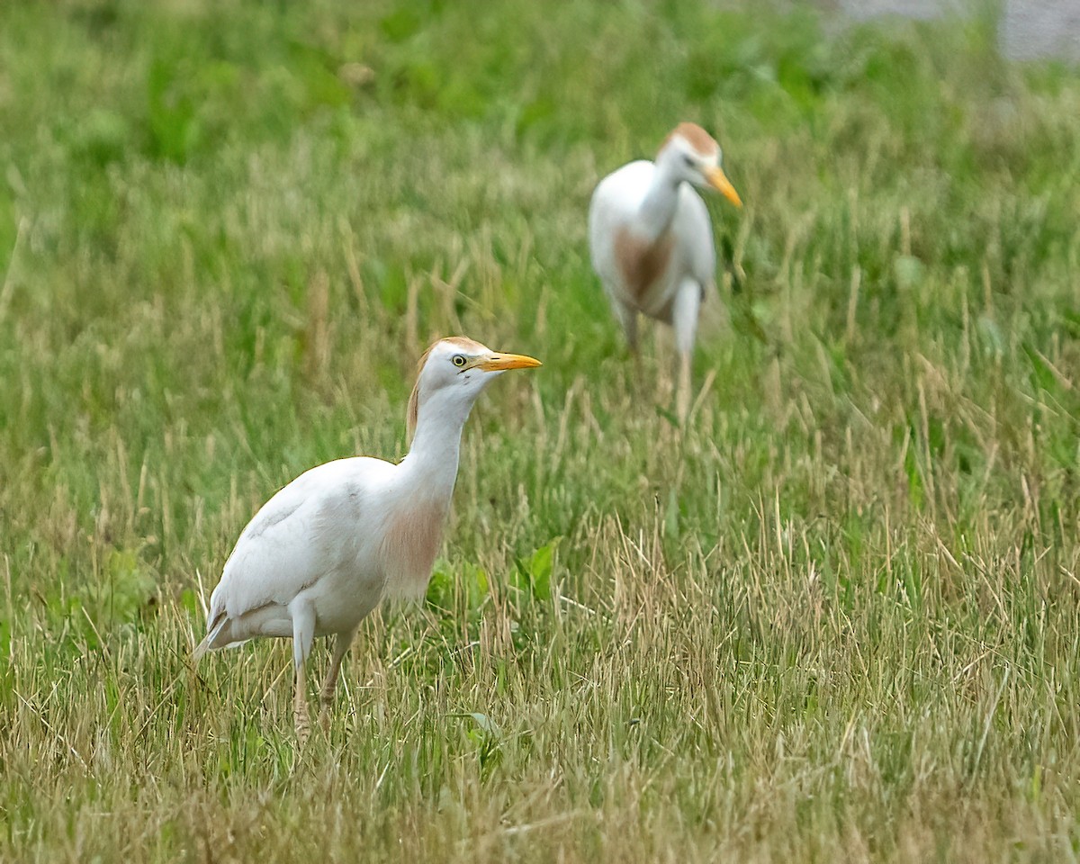 Western Cattle Egret - Scott and Jennifer Russom