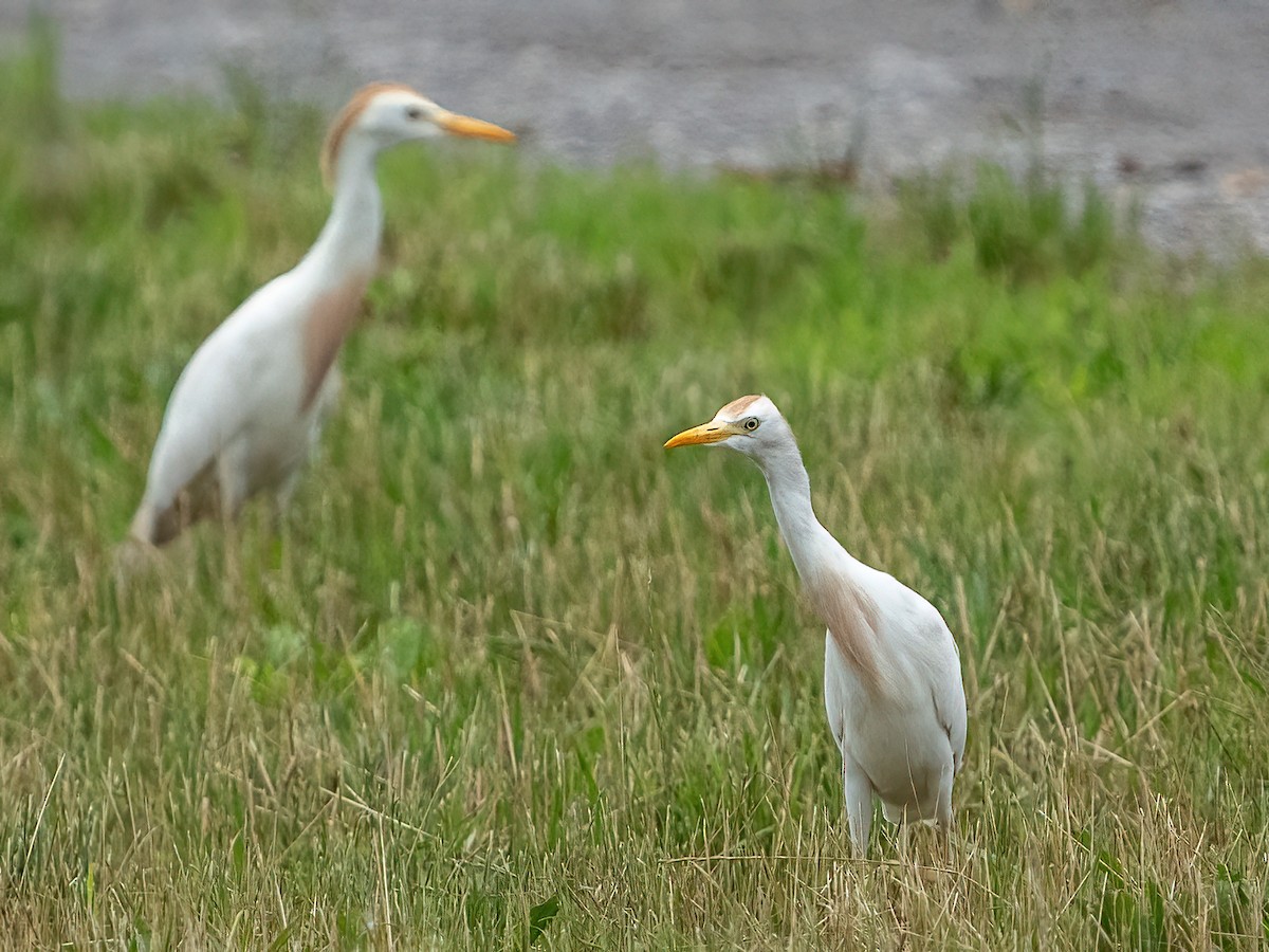 Western Cattle Egret - Scott and Jennifer Russom