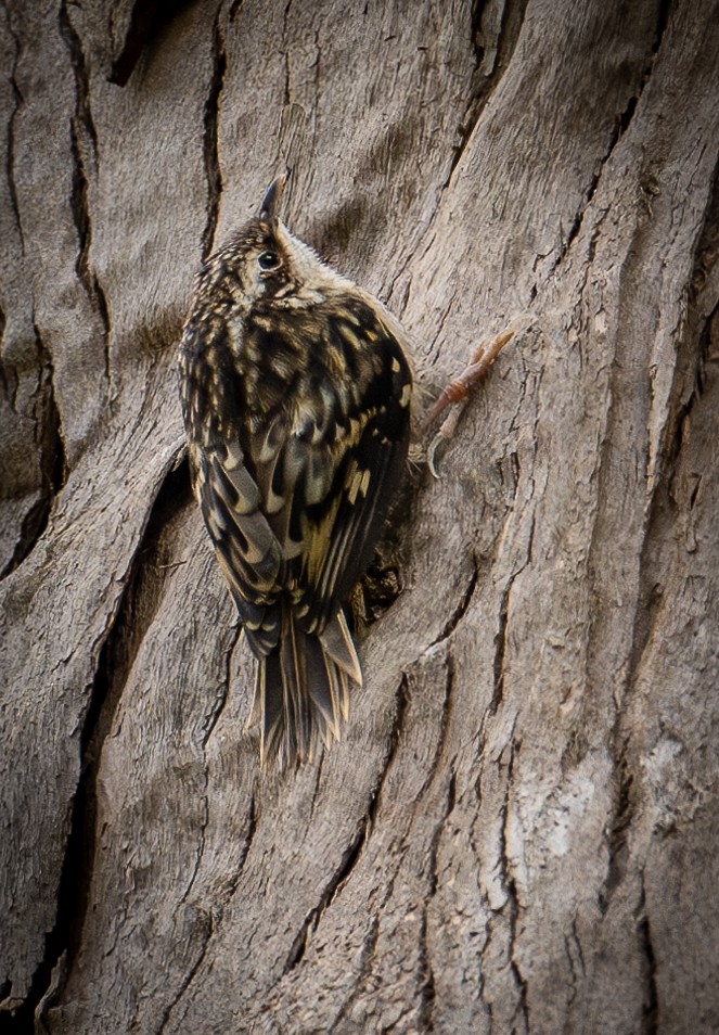 Brown Creeper - francesca pastine