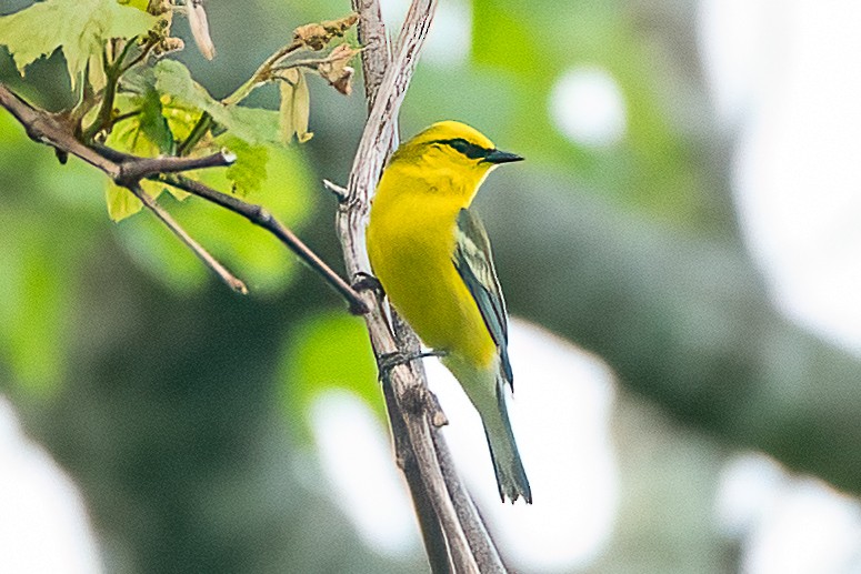 Blue-winged Warbler - Shori Velles