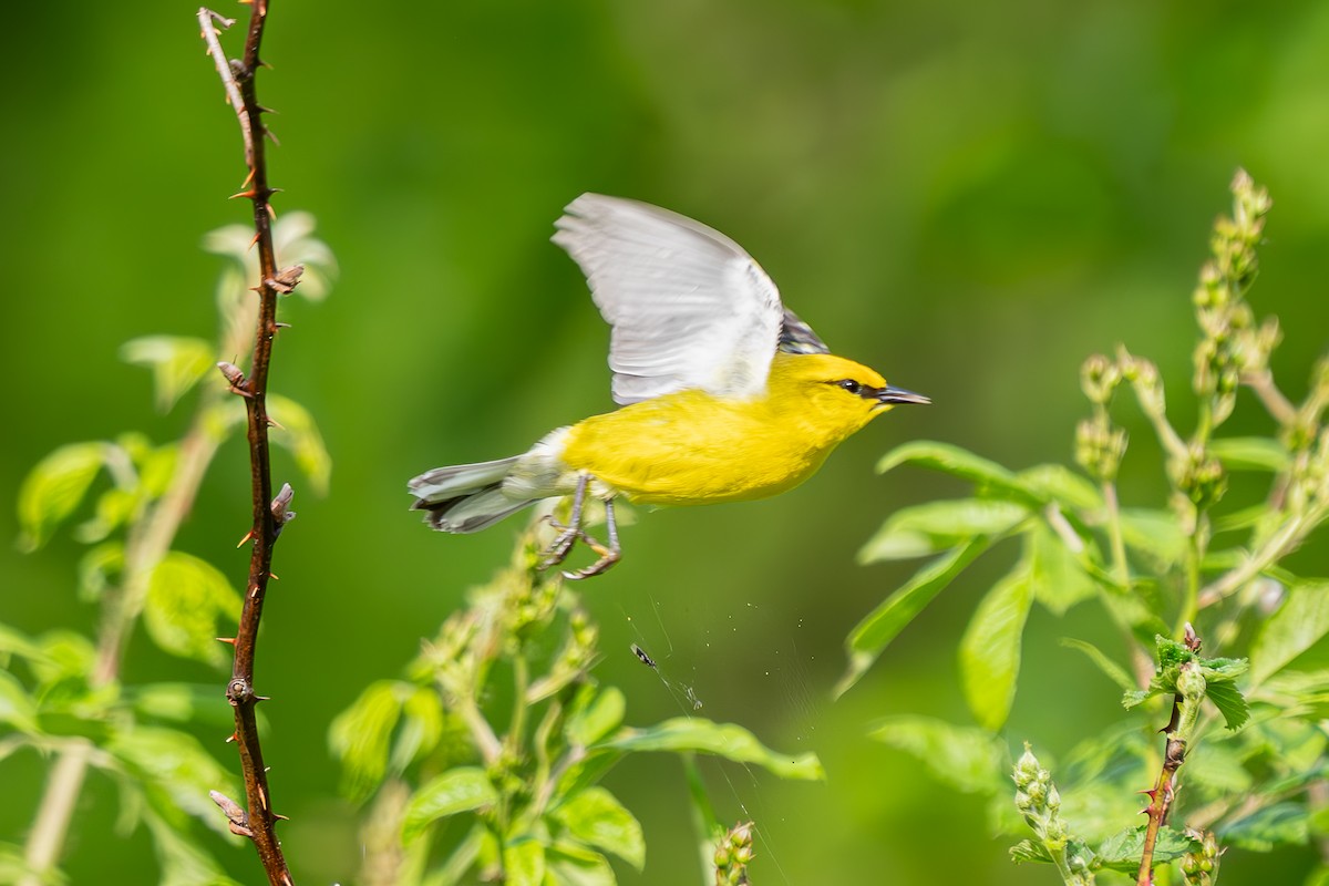 Blue-winged Warbler - Shori Velles