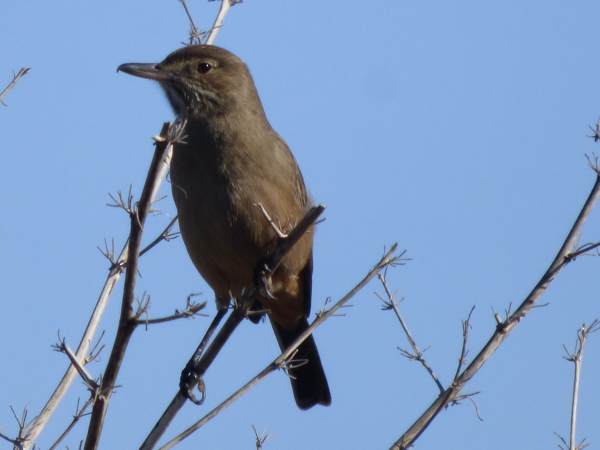 Great Shrike-Tyrant - Antonieta Gonzalez Soto