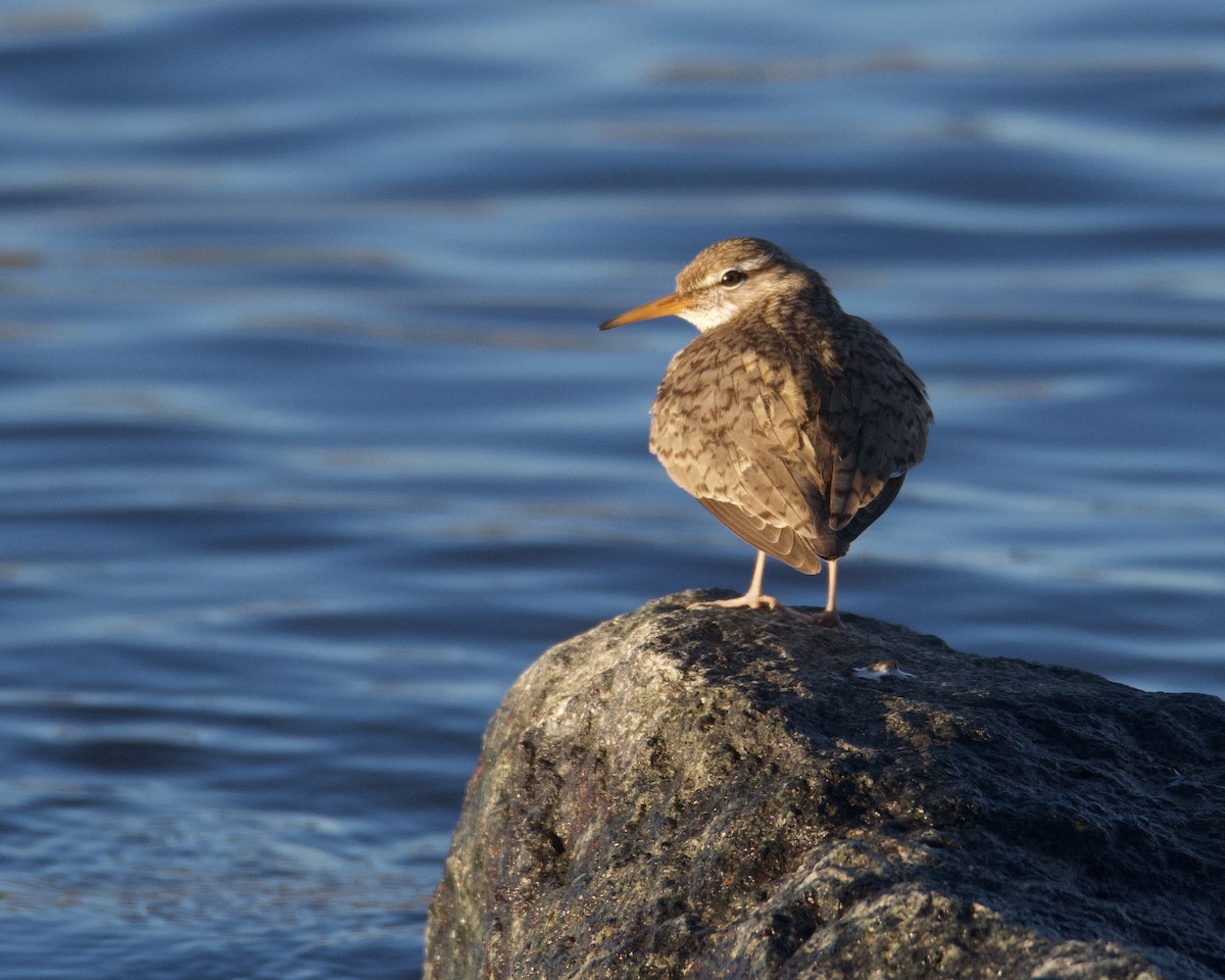 Spotted Sandpiper - ML619513557