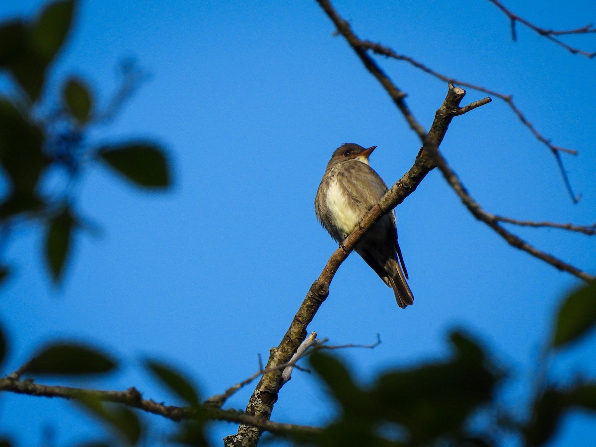 Olive-sided Flycatcher - Tylor Callahan