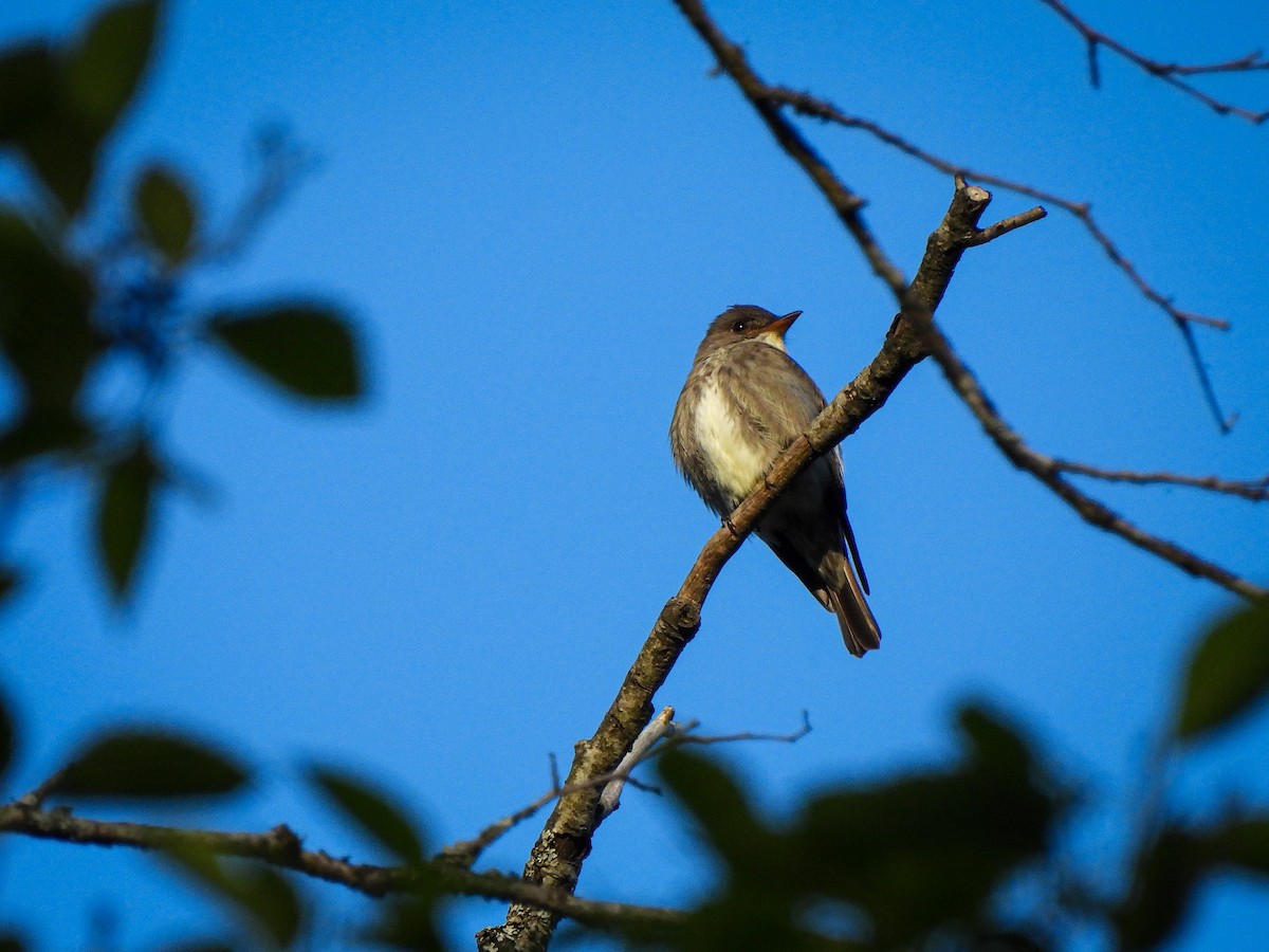 Olive-sided Flycatcher - ML619513562