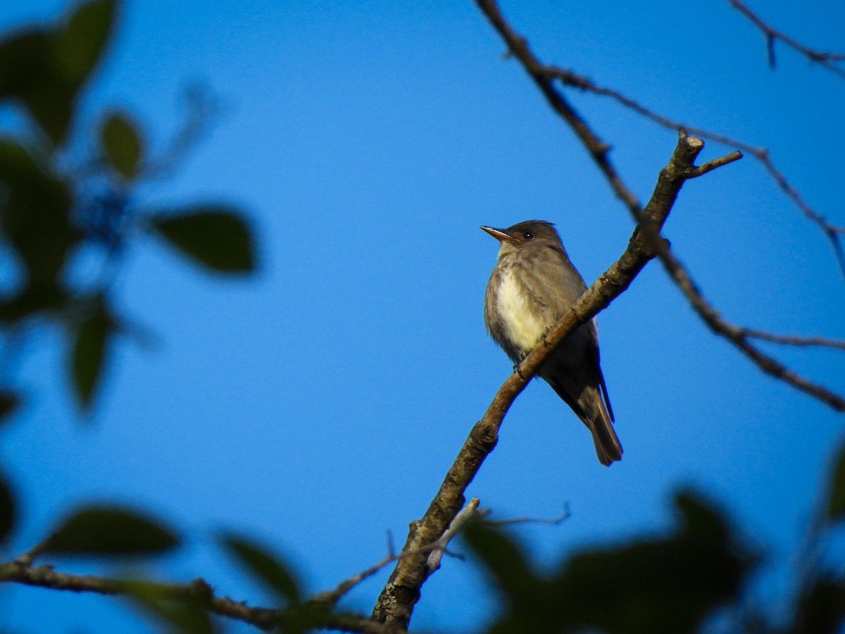 Olive-sided Flycatcher - Tylor Callahan