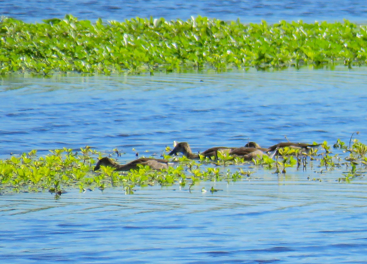 Rosy-billed Pochard - ML619513566