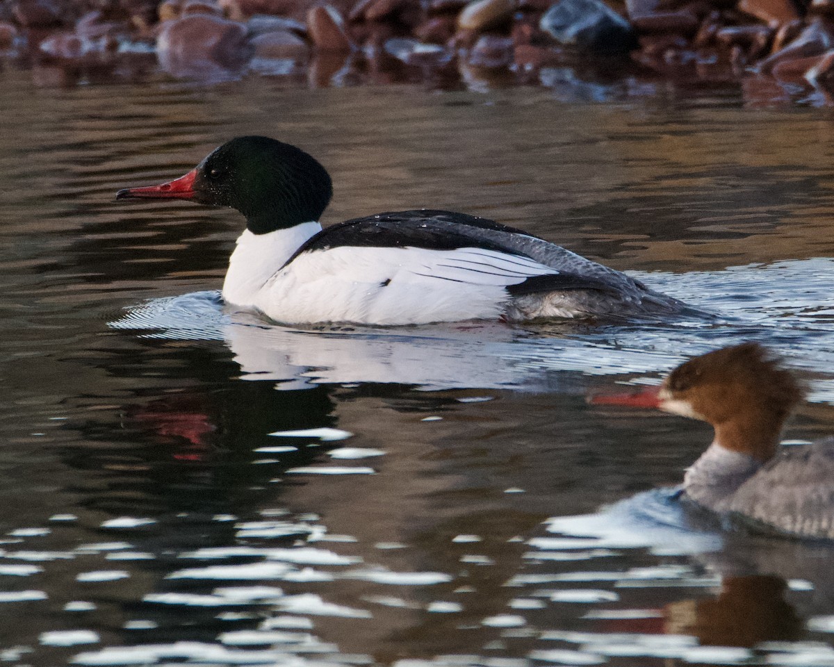 Common Merganser - ML619513573