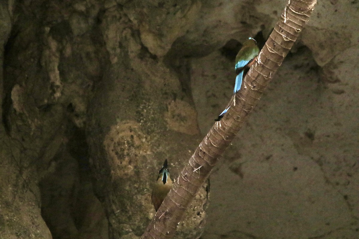 Turquoise-browed Motmot - Andy M